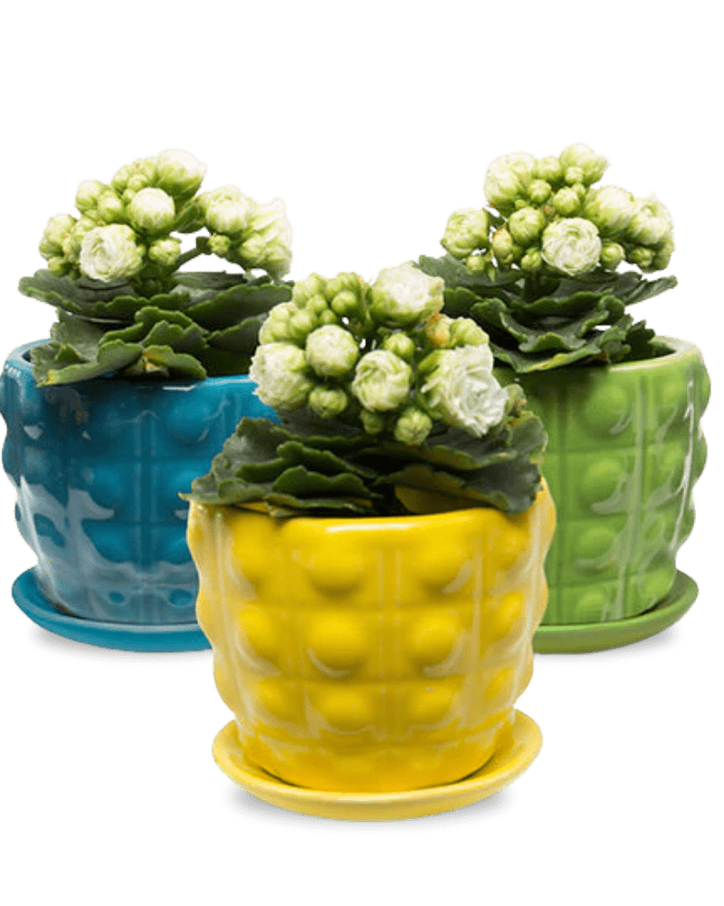 Convex Ceramic Pot With Drainage Hole And Saucer - Chive US Wholesale