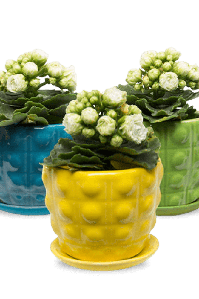 Convex Ceramic Pot With Drainage Hole And Saucer - Chive US Wholesale