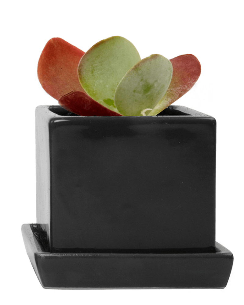 Cube & Saucer Ceramic Pot With Drainage Hole - Chive US Wholesale
