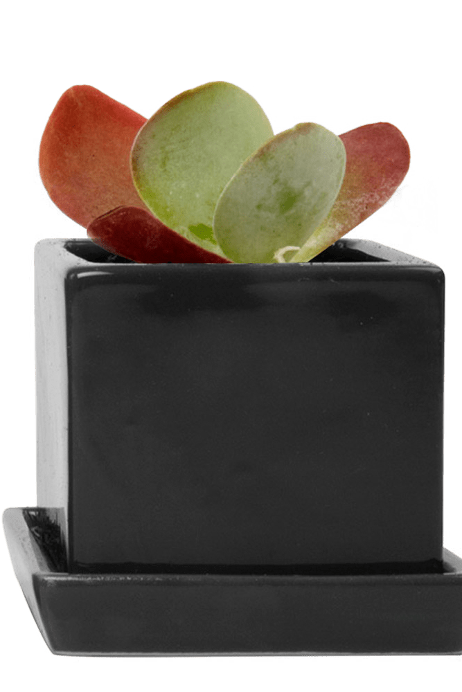 Cube & Saucer Ceramic Pot With Drainage Hole - Chive US Wholesale