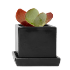 Cube & Saucer Ceramic Pot With Drainage Hole - Chive US Wholesale