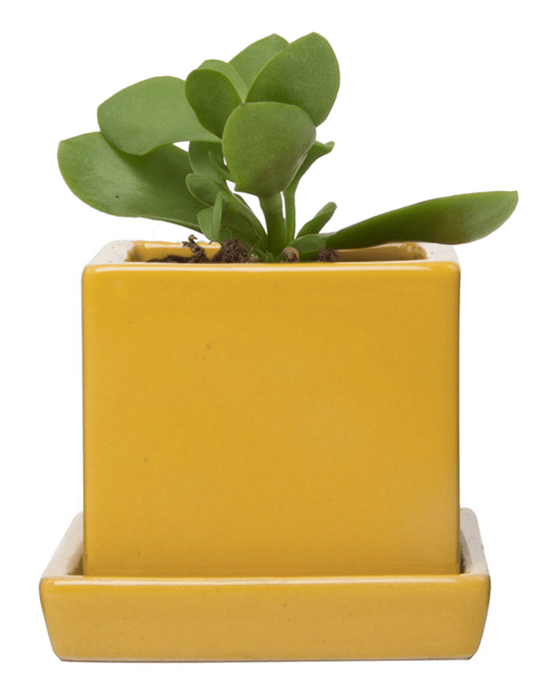 Cube & Saucer Ceramic Pot With Drainage Hole - Chive US Wholesale