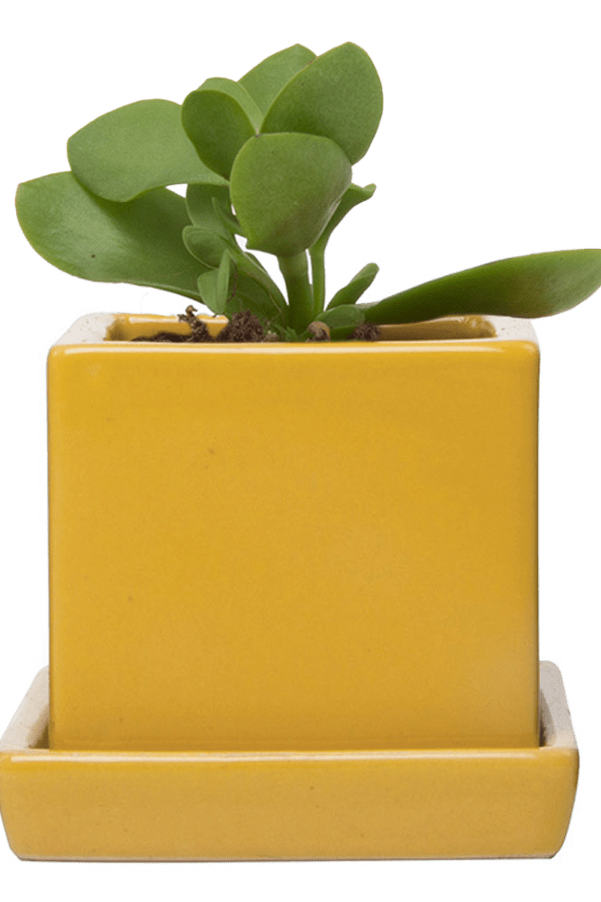 Cube & Saucer Ceramic Pot With Drainage Hole - Chive US Wholesale