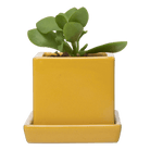 Cube & Saucer Ceramic Pot With Drainage Hole - Chive US Wholesale