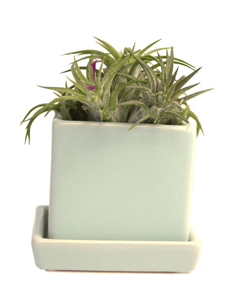 Cube & Saucer Ceramic Pot With Drainage Hole - Chive US Wholesale