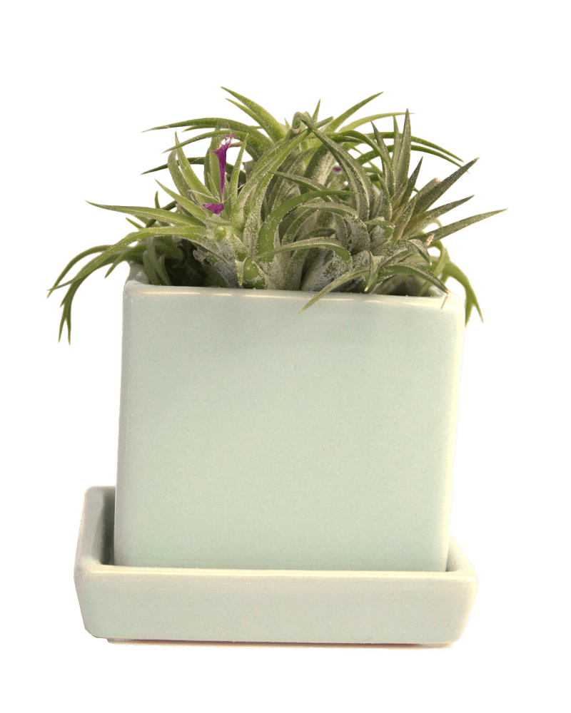 Cube & Saucer Ceramic Pot With Drainage Hole - Chive US Wholesale