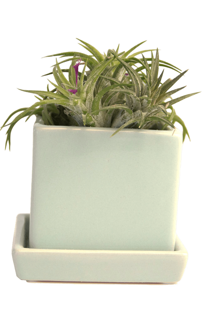 Cube & Saucer Ceramic Pot With Drainage Hole - Chive US Wholesale