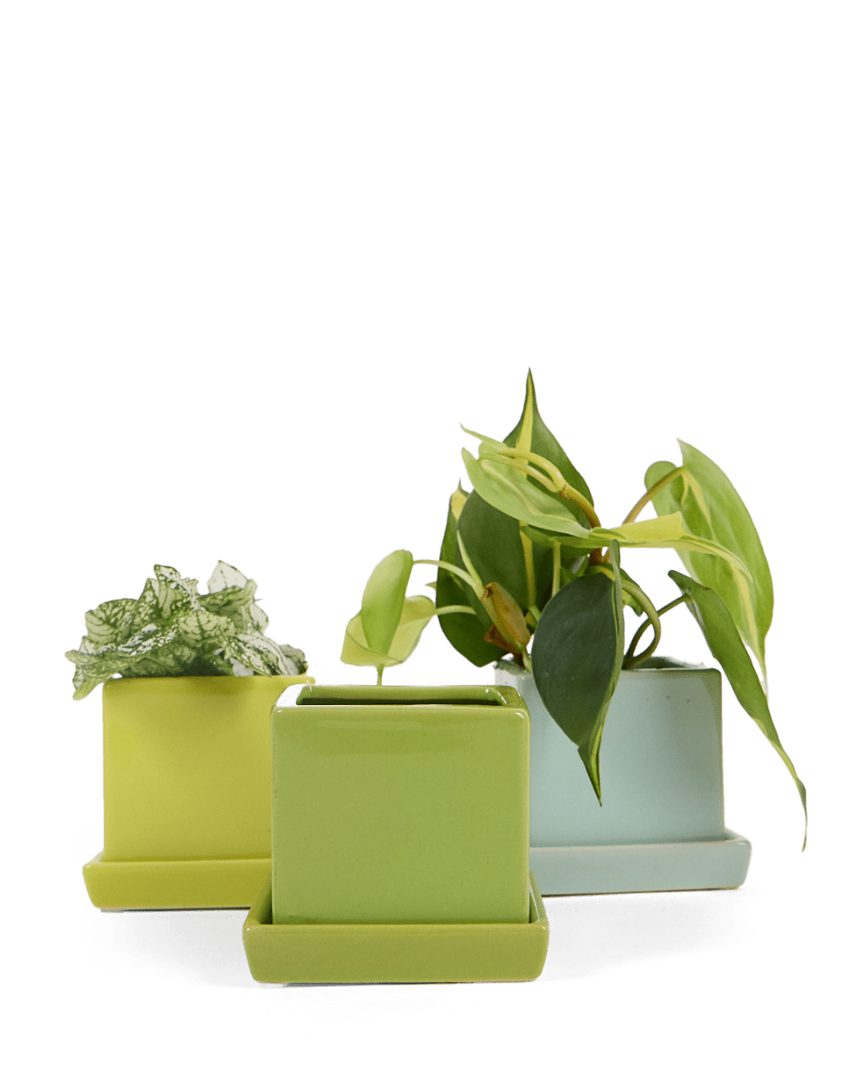 Cube & Saucer Ceramic Pot With Drainage Hole - Chive US Wholesale
