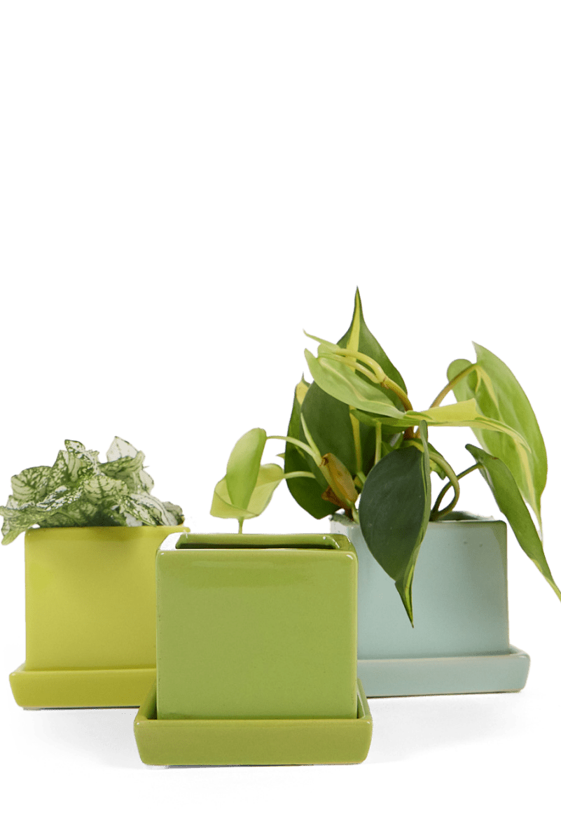 Cube & Saucer Ceramic Pot With Drainage Hole - Chive US Wholesale