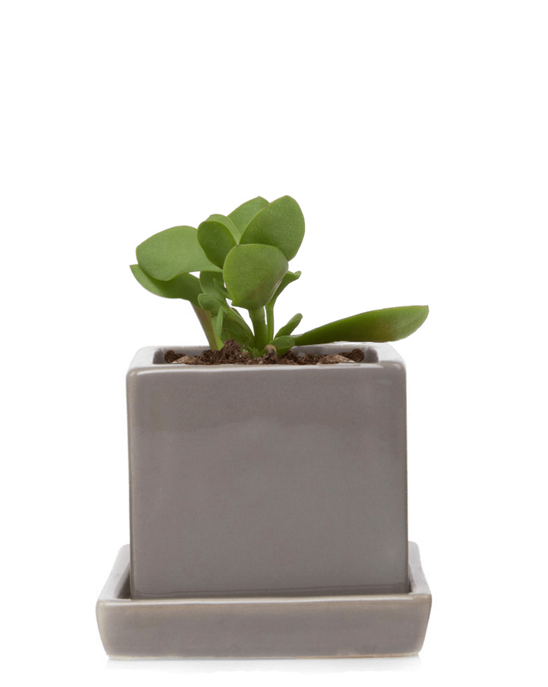 Cube & Saucer Ceramic Pot With Drainage Hole - Chive US Wholesale