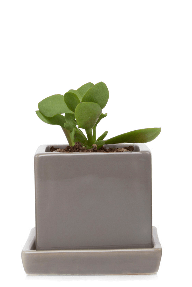 Cube & Saucer Ceramic Pot With Drainage Hole - Chive US Wholesale
