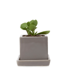 Cube & Saucer Ceramic Pot With Drainage Hole - Chive US Wholesale