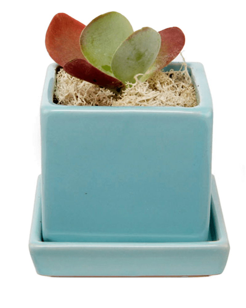 Cube & Saucer Ceramic Pot With Drainage Hole - Chive US Wholesale