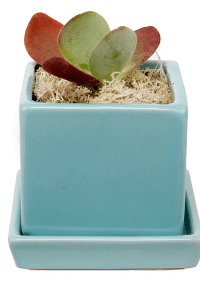 Cube & Saucer Ceramic Pot With Drainage Hole - Chive US Wholesale