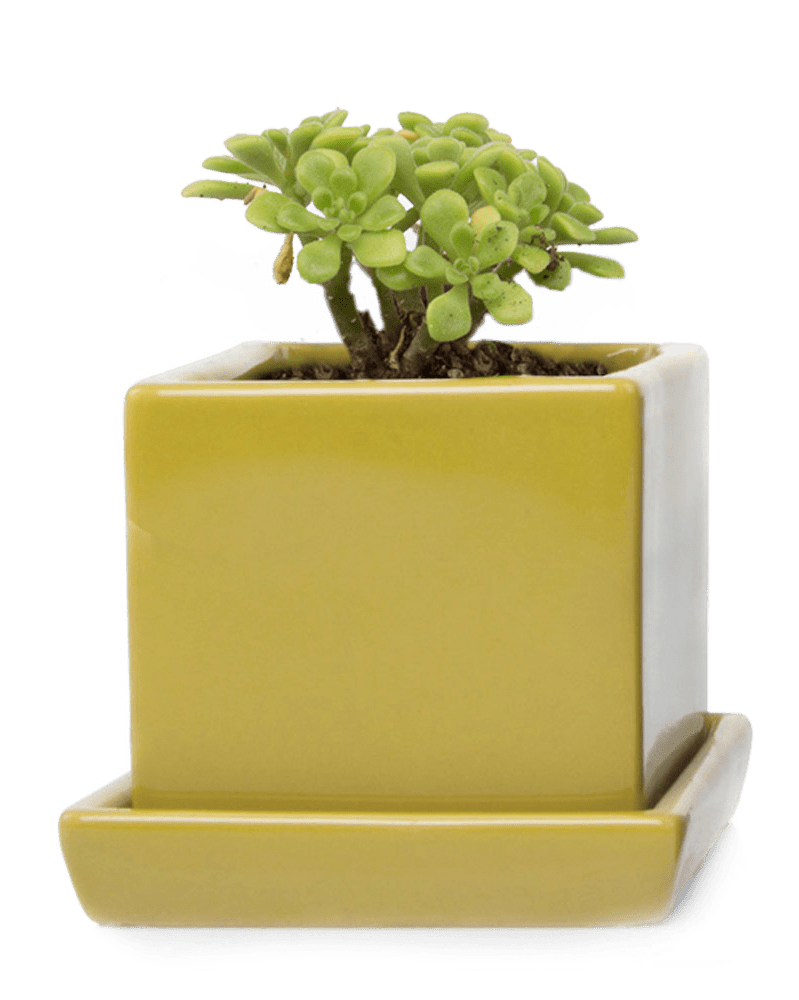 Cube & Saucer Ceramic Pot With Drainage Hole - Chive US Wholesale