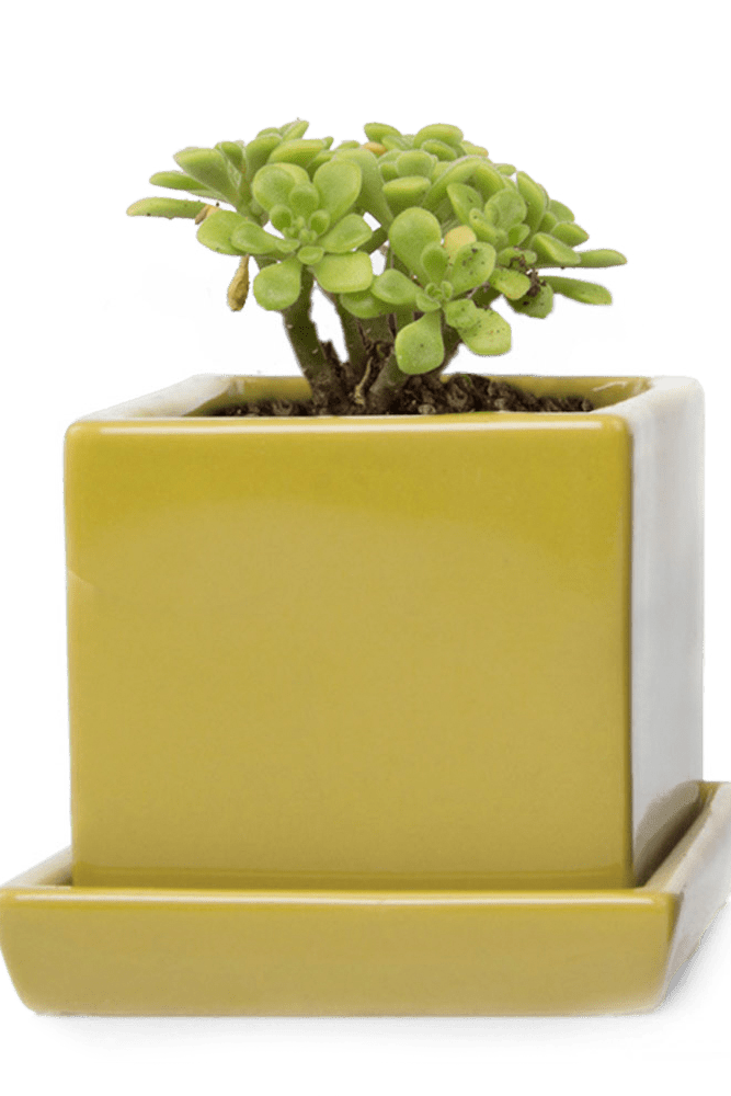 Cube & Saucer Ceramic Pot With Drainage Hole - Chive US Wholesale