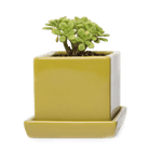 Cube & Saucer Ceramic Pot With Drainage Hole - Chive US Wholesale