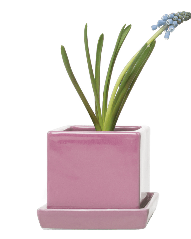 Cube & Saucer Ceramic Pot With Drainage Hole - Chive US Wholesale
