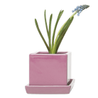 Cube & Saucer Ceramic Pot With Drainage Hole - Chive US Wholesale