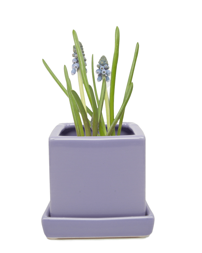 Cube & Saucer Ceramic Pot With Drainage Hole - Chive US Wholesale