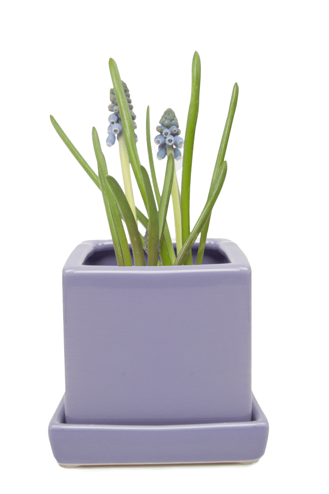 Cube & Saucer Ceramic Pot With Drainage Hole - Chive US Wholesale