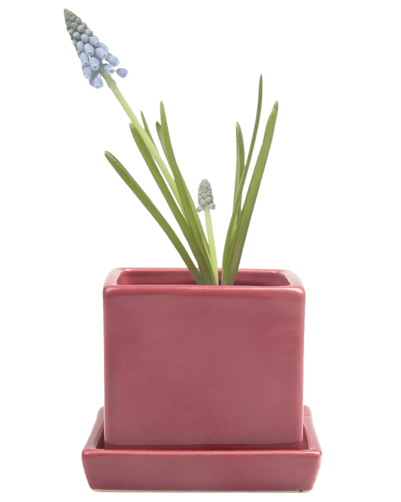 Cube & Saucer Ceramic Pot With Drainage Hole - Chive US Wholesale
