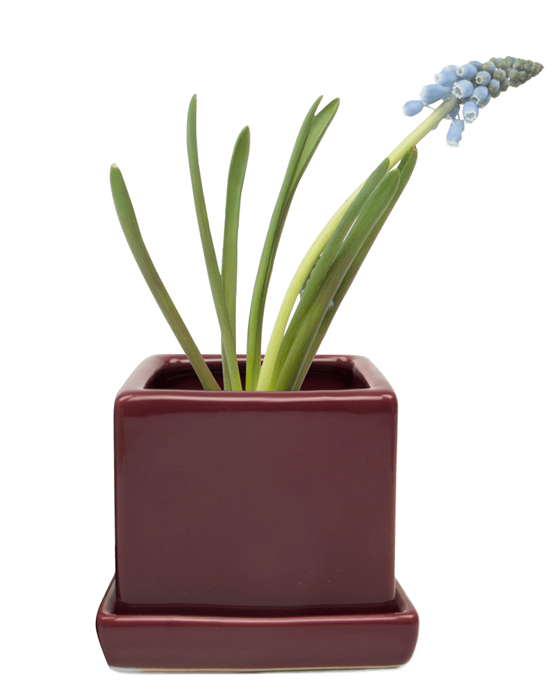 Cube & Saucer Ceramic Pot With Drainage Hole - Chive US Wholesale