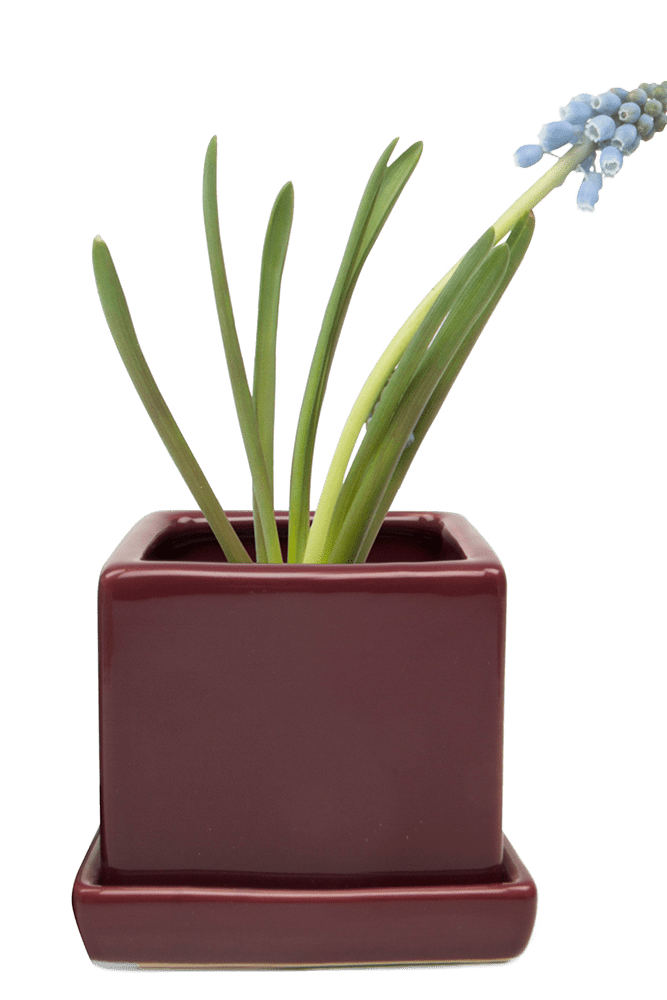Cube & Saucer Ceramic Pot With Drainage Hole - Chive US Wholesale