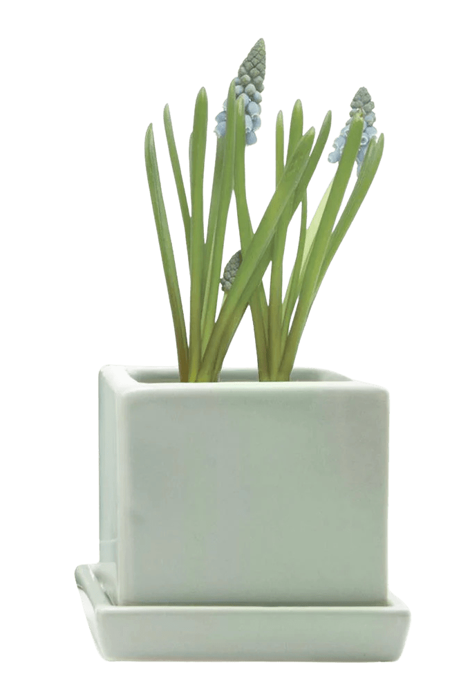 Cube & Saucer Ceramic Pot With Drainage Hole - Chive US Wholesale