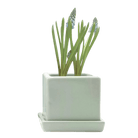 Cube & Saucer Ceramic Pot With Drainage Hole - Chive US Wholesale
