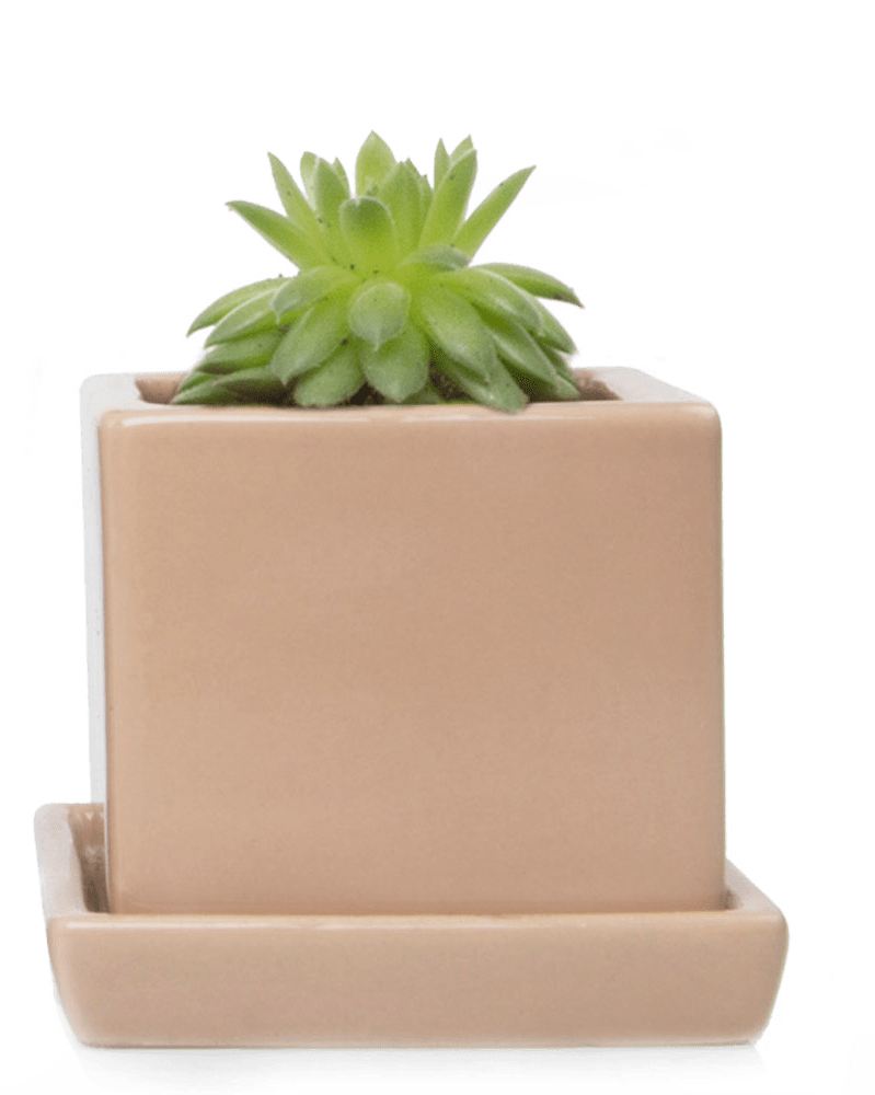 Cube & Saucer Ceramic Pot With Drainage Hole - Chive US Wholesale