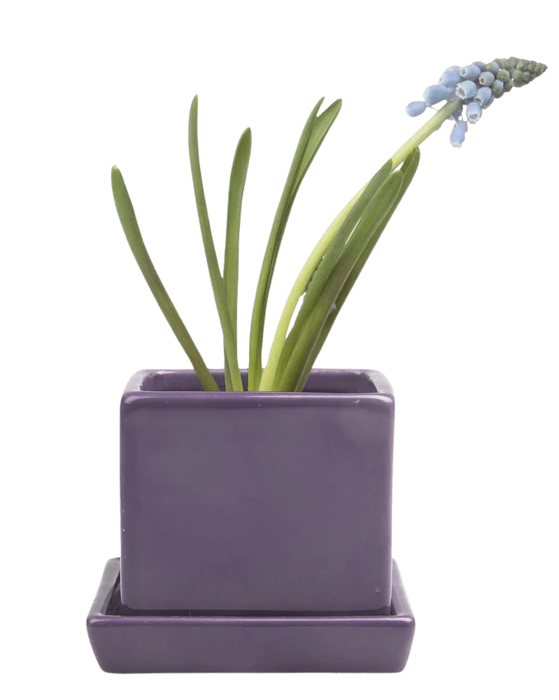 Cube & Saucer Ceramic Pot With Drainage Hole - Chive US Wholesale