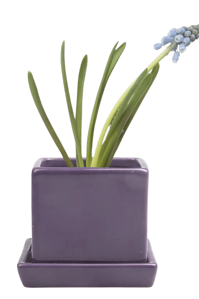 Cube & Saucer Ceramic Pot With Drainage Hole - Chive US Wholesale
