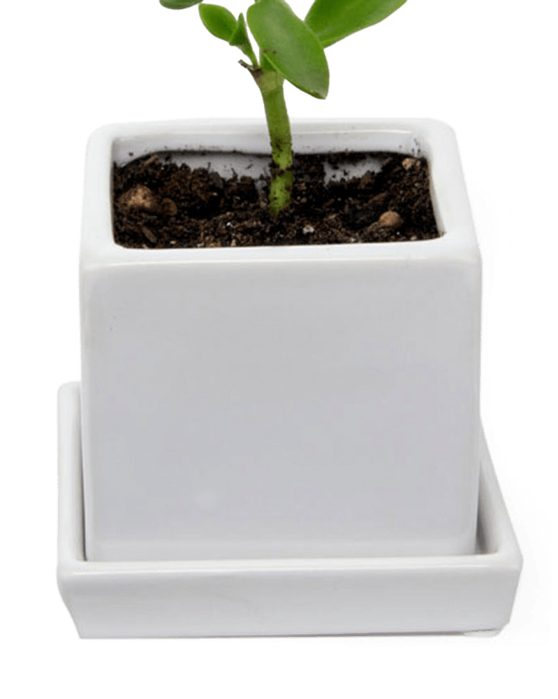 Cube & Saucer Ceramic Pot With Drainage Hole - Chive US Wholesale