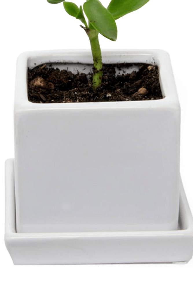 Cube & Saucer Ceramic Pot With Drainage Hole - Chive US Wholesale