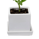 Cube & Saucer Ceramic Pot With Drainage Hole - Chive US Wholesale