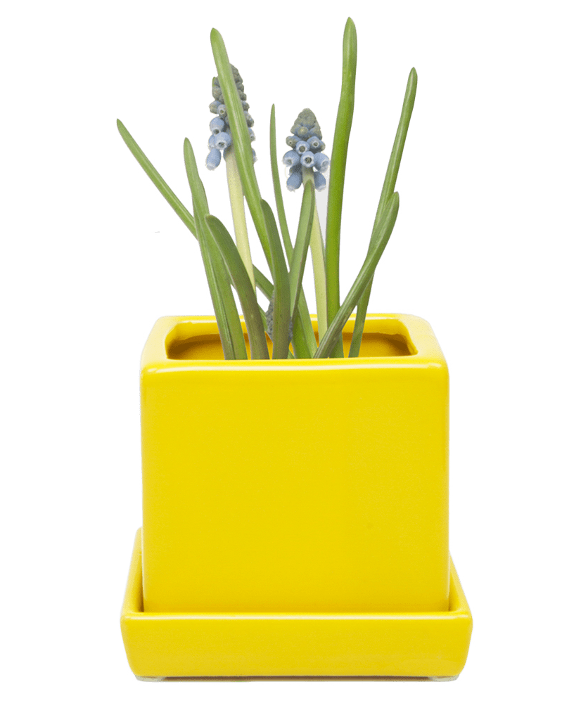 Cube & Saucer Ceramic Pot With Drainage Hole - Chive US Wholesale