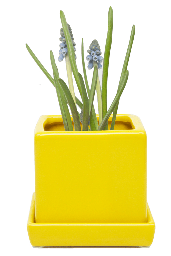 Cube & Saucer Ceramic Pot With Drainage Hole - Chive US Wholesale