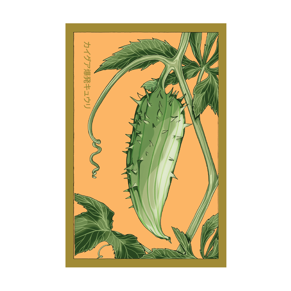 Caigua Exploding Cucumber Vegetable Seeds Packet - Chive US Wholesale