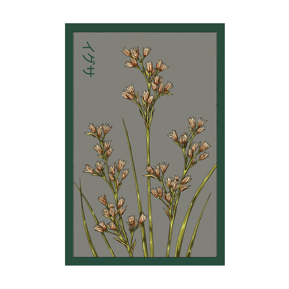 Chairmaker's Rush Flower Seeds Packet - Chive US Wholesale