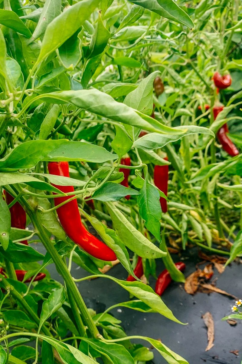 Chinese Space Pepper Vegetable Seeds Packet - Chive US Wholesale