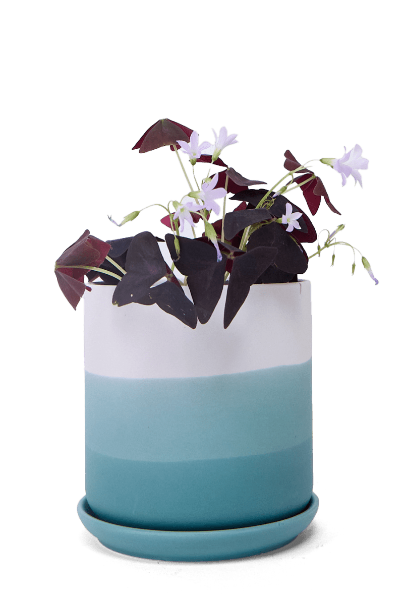 Devo Porcelain Planter With Drainage Hole And Saucer - Chive US Wholesale