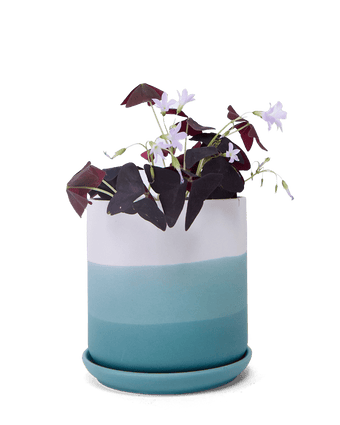 Devo Porcelain Planter With Drainage Hole And Saucer - Chive US Wholesale