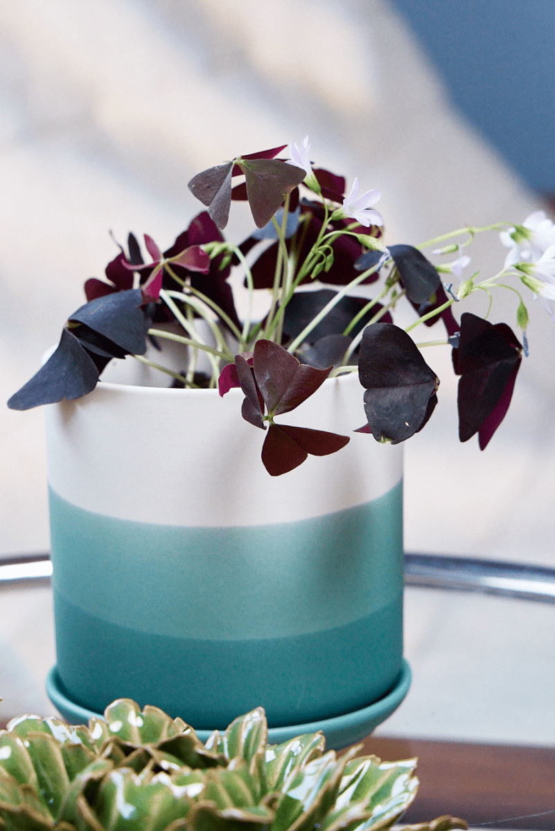 Devo Porcelain Planter With Drainage Hole And Saucer - Chive US Wholesale