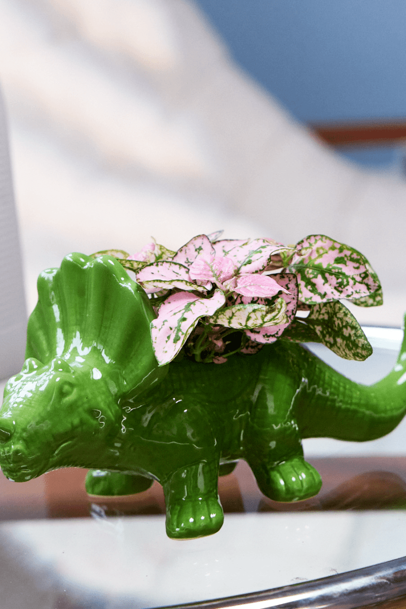 Dinosaur Planter 24pc Kit 2 - Chive US Wholesale