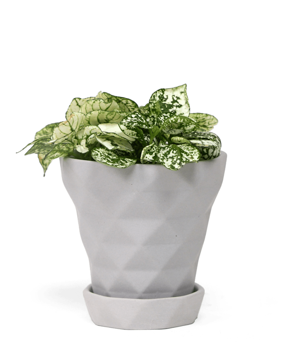 Diamond Porcelain Modern Indoor Plant Pot With Saucer - Chive US Wholesale