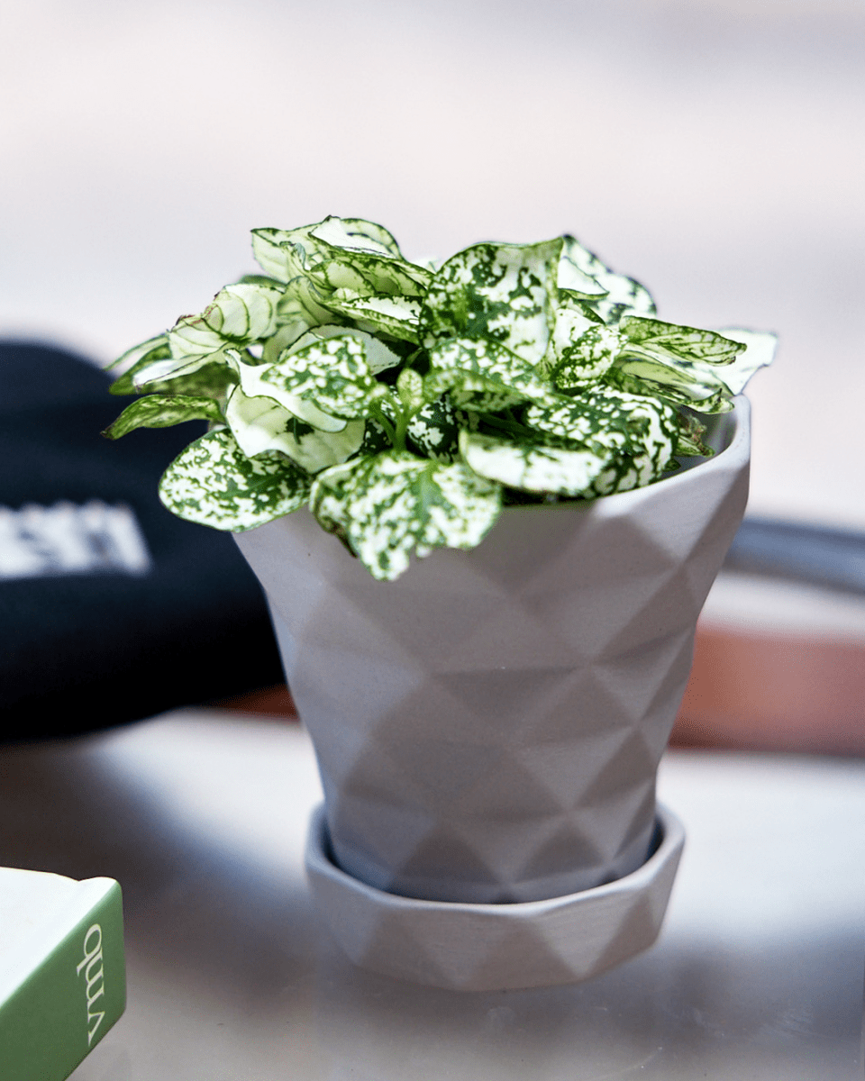 Diamond Porcelain Modern Indoor Plant Pot With Saucer - Chive US Wholesale