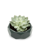 Discus Ceramic Succulent Dish Planter Kit - Chive US Wholesale