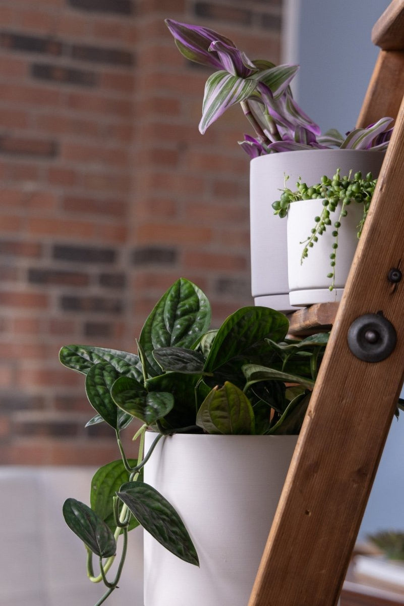 Dojo Porcelain Modern Indoor Plant Pot With Saucer - Chive US Wholesale