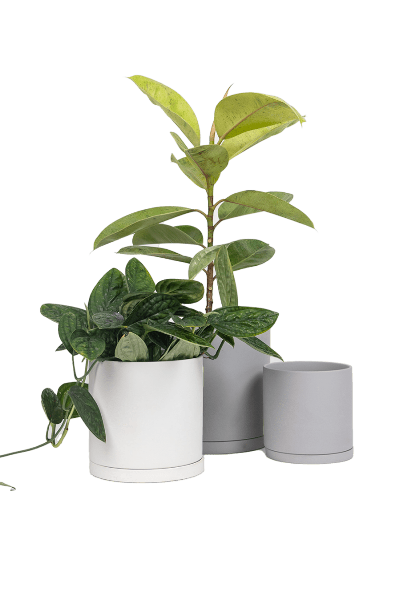 Dojo Porcelain Modern Indoor Plant Pot With Saucer - Chive US Wholesale